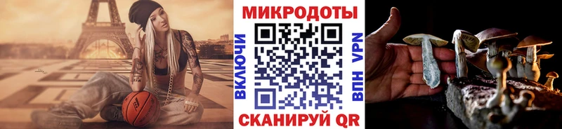 OMG как зайти  Костомукша  Псилоцибиновые грибы Psilocybe 